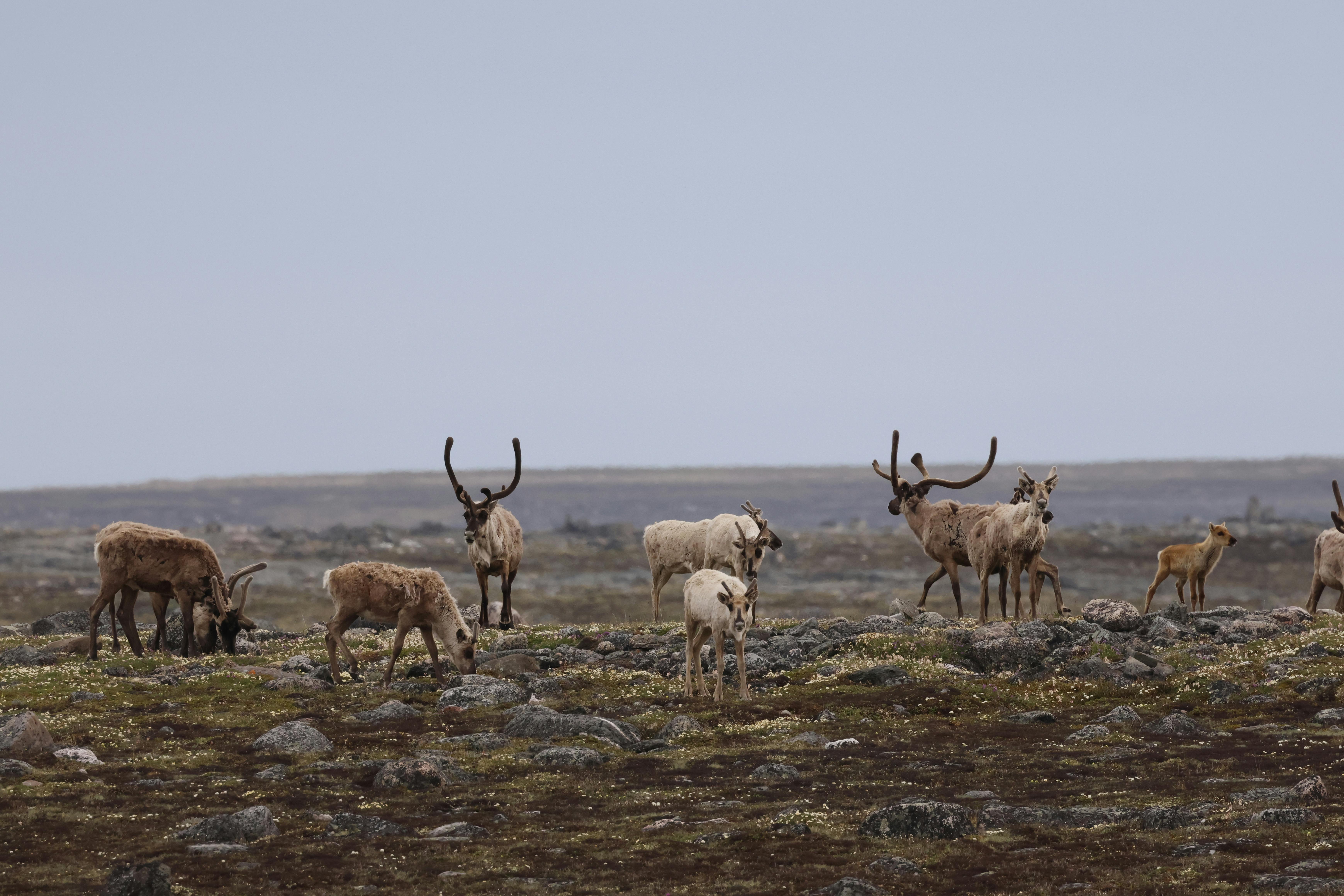 A herd of Reindeer on the tundra
