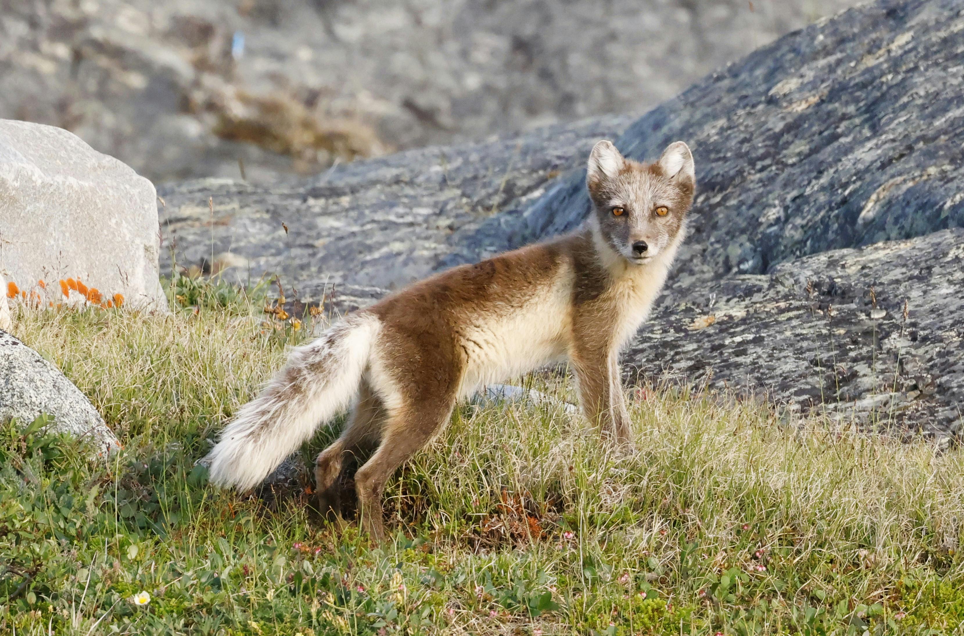 An Artic Fox Standing on Grass