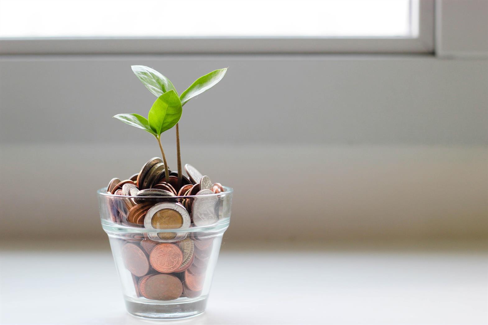 A green plant in growing out of coins in a clear glass cup in front of a window